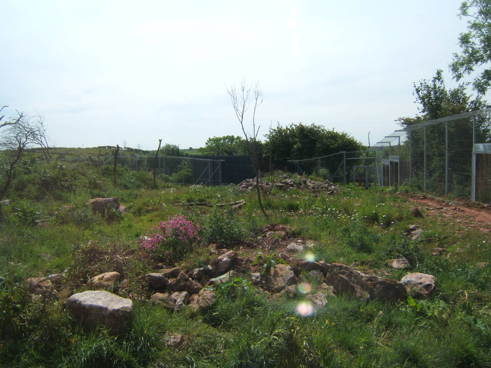 View of the Jaguar enclosure
