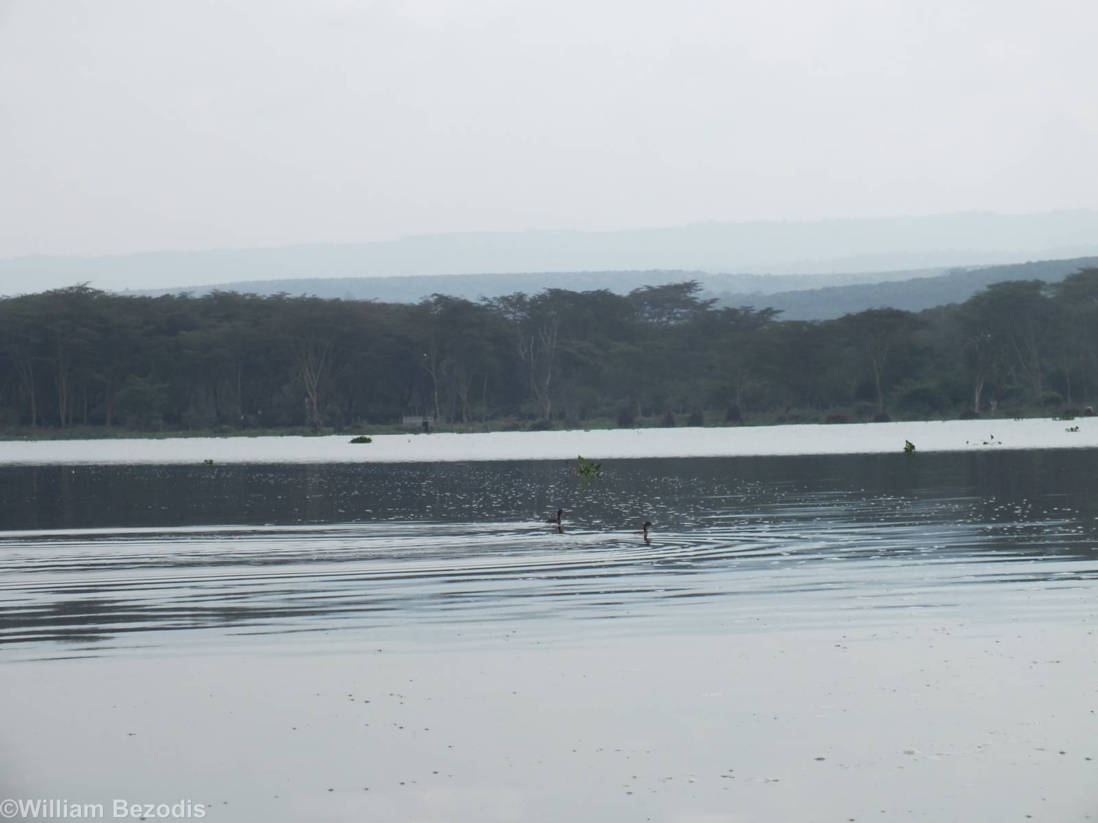 View of the Lake and Two Little Grebes - Lake Naivasha
