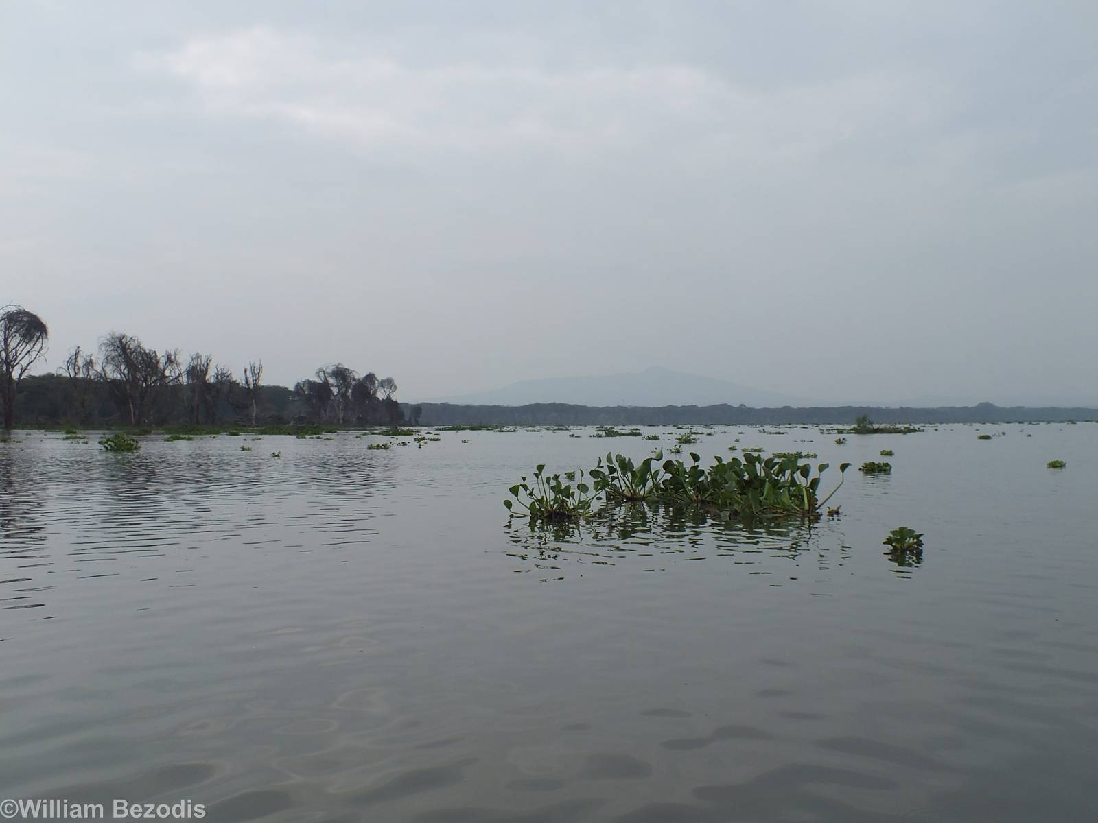 View of the Lake - Lake Naivasha