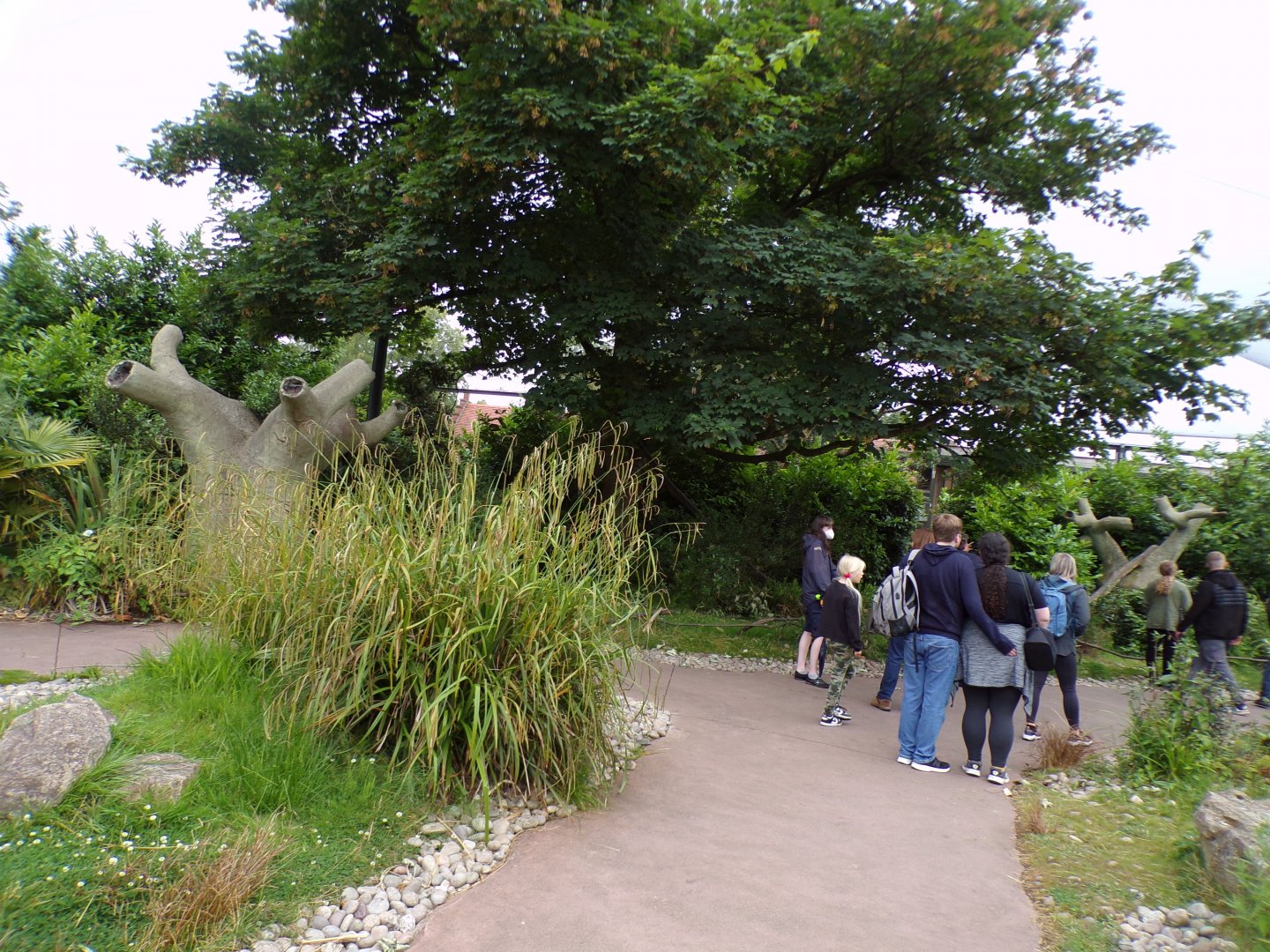 View of the lemur walkthrough 29.6.24