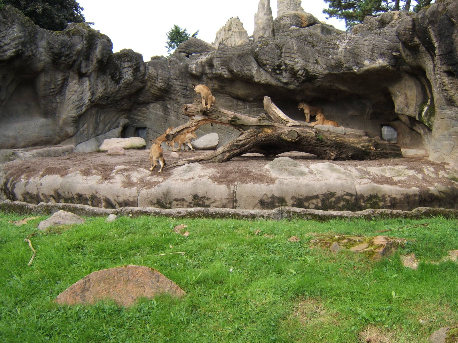 View of the Lion enclosure