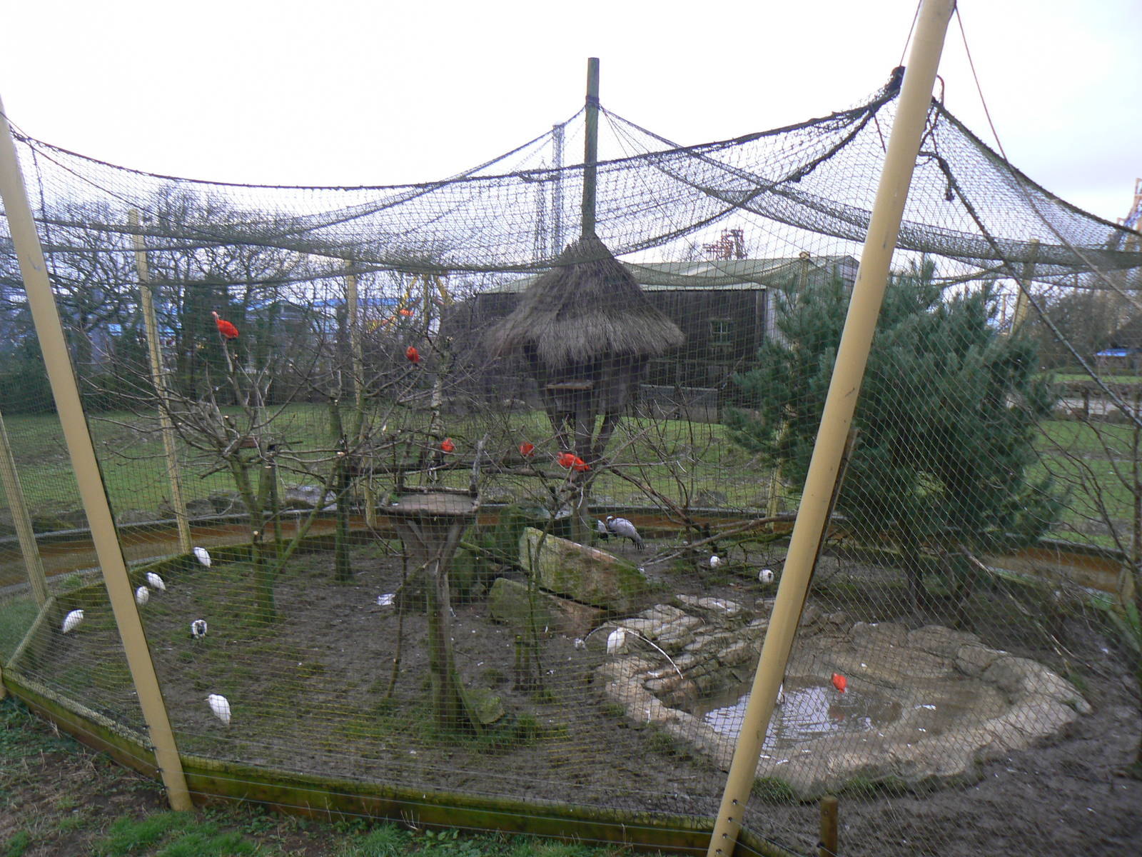 View of the 'Lost Kingdom' Aviary - 24 January 2016