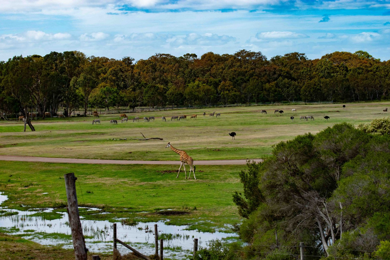 View of the Lower Savannah
