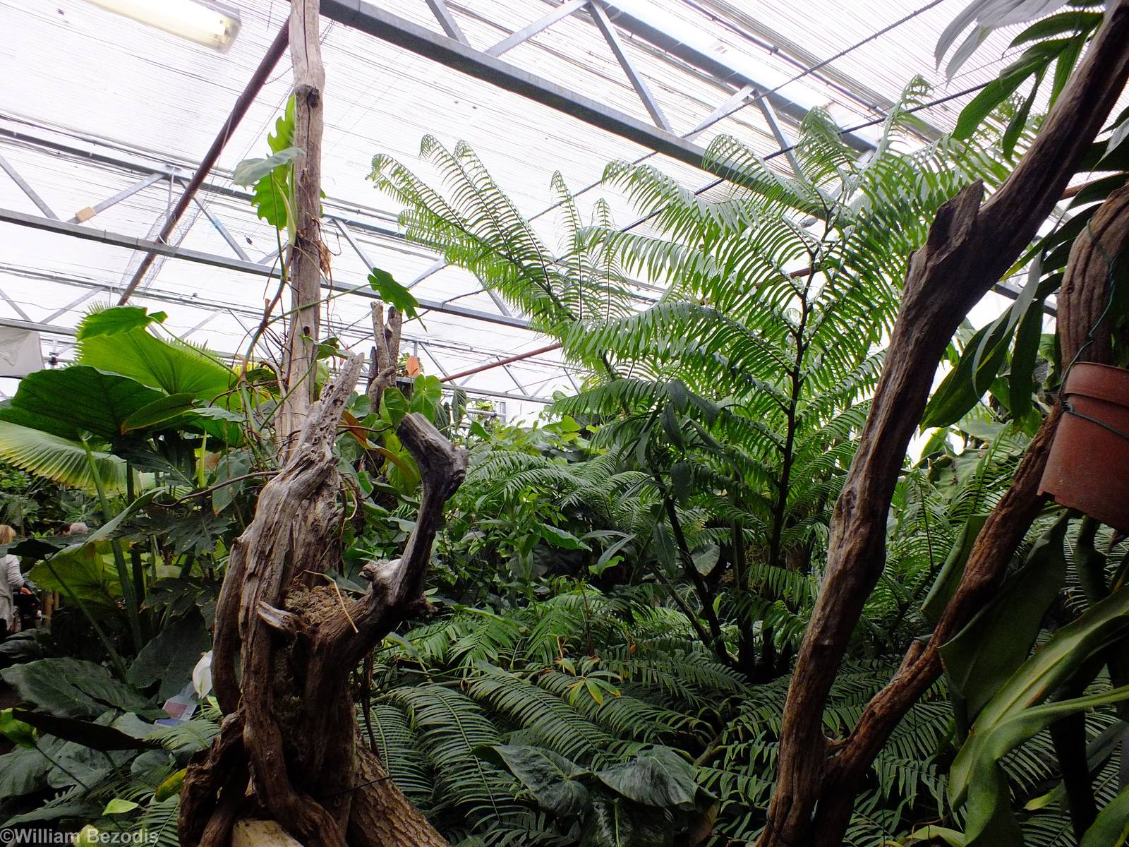 View of the Lowland Rainforest Area