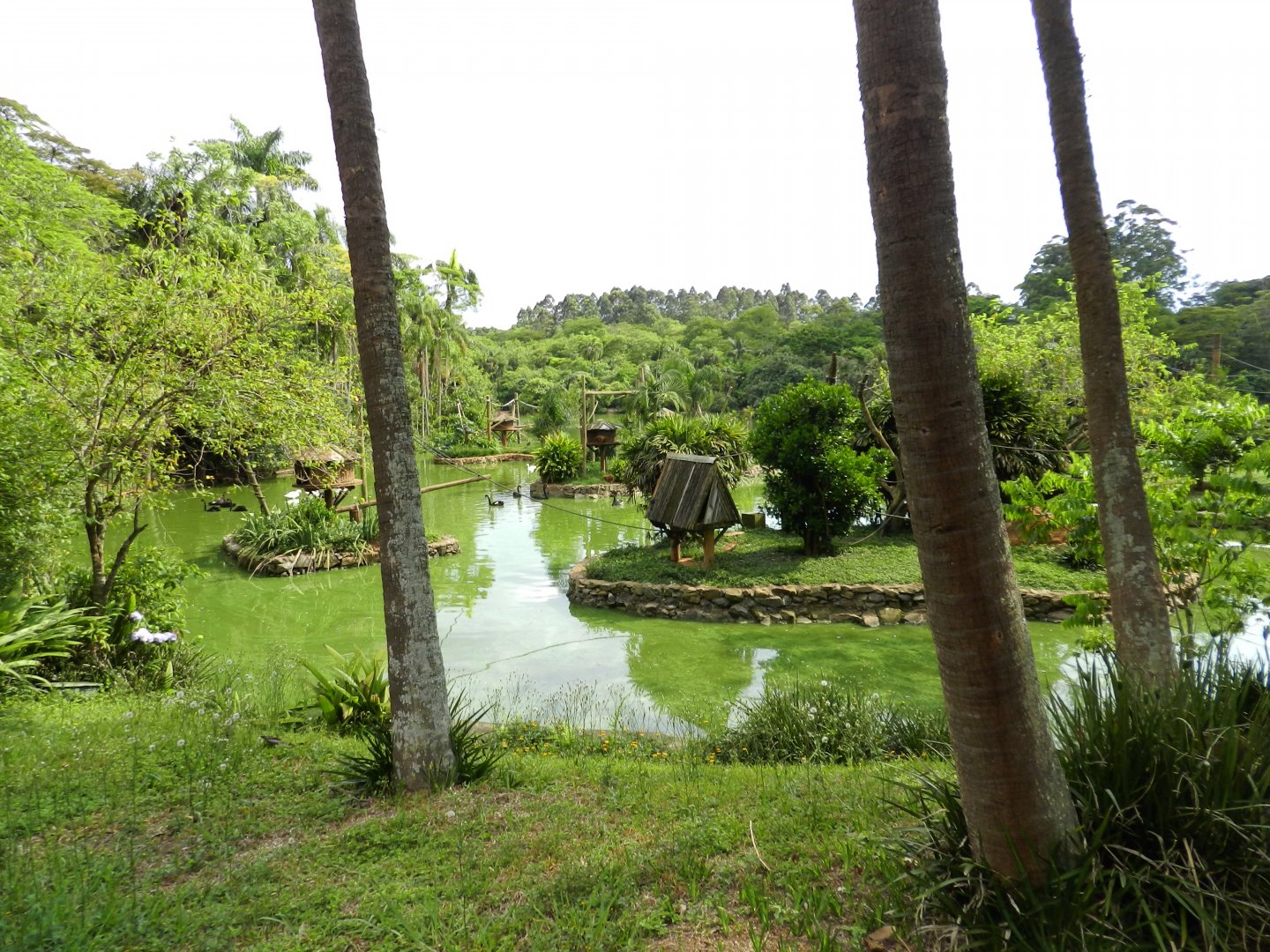 View of the main lake - Zoo São Paulo