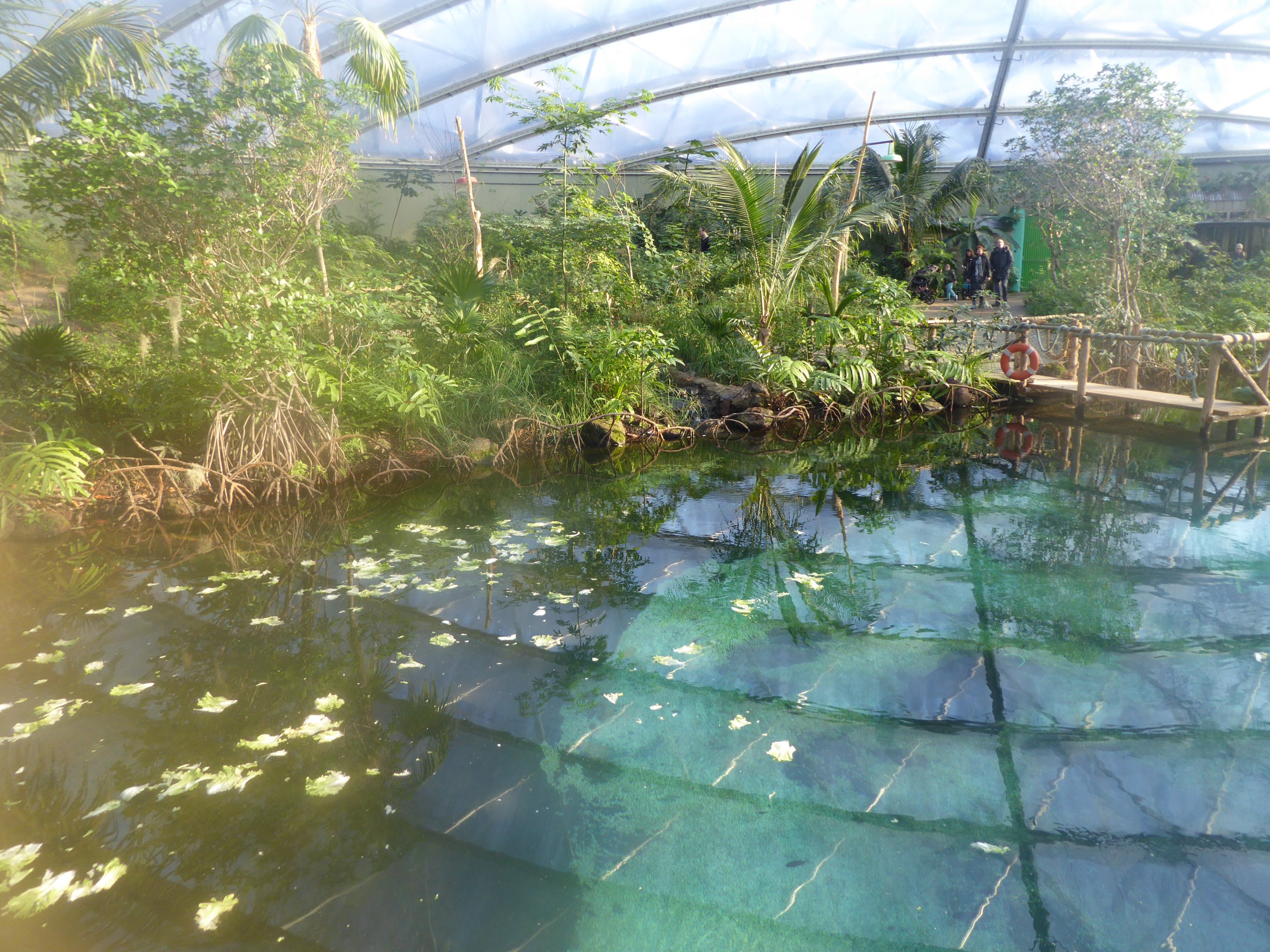 View of the main pool within Mangrove
