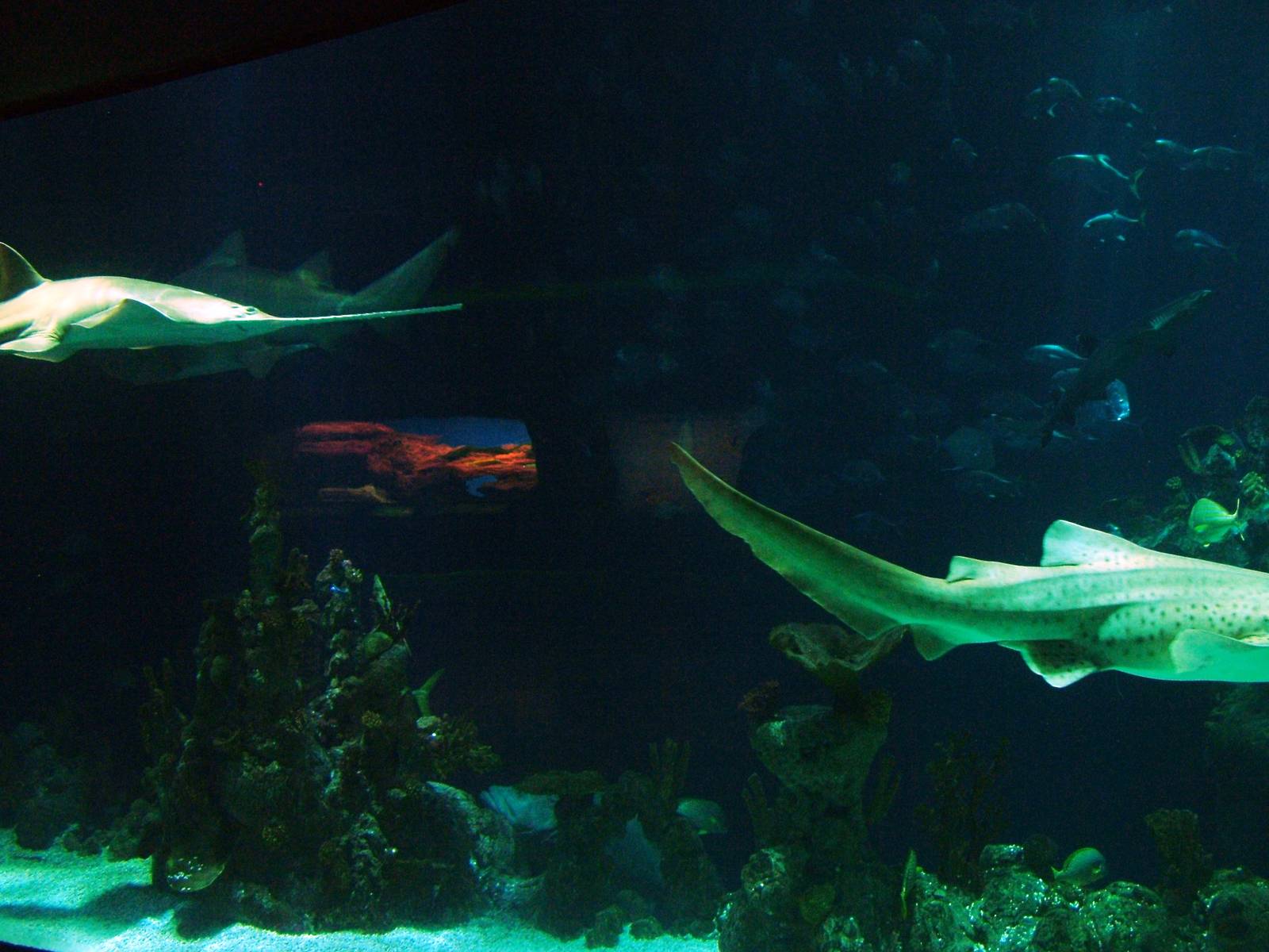 View of the main tank at The Deep, 08/12/07