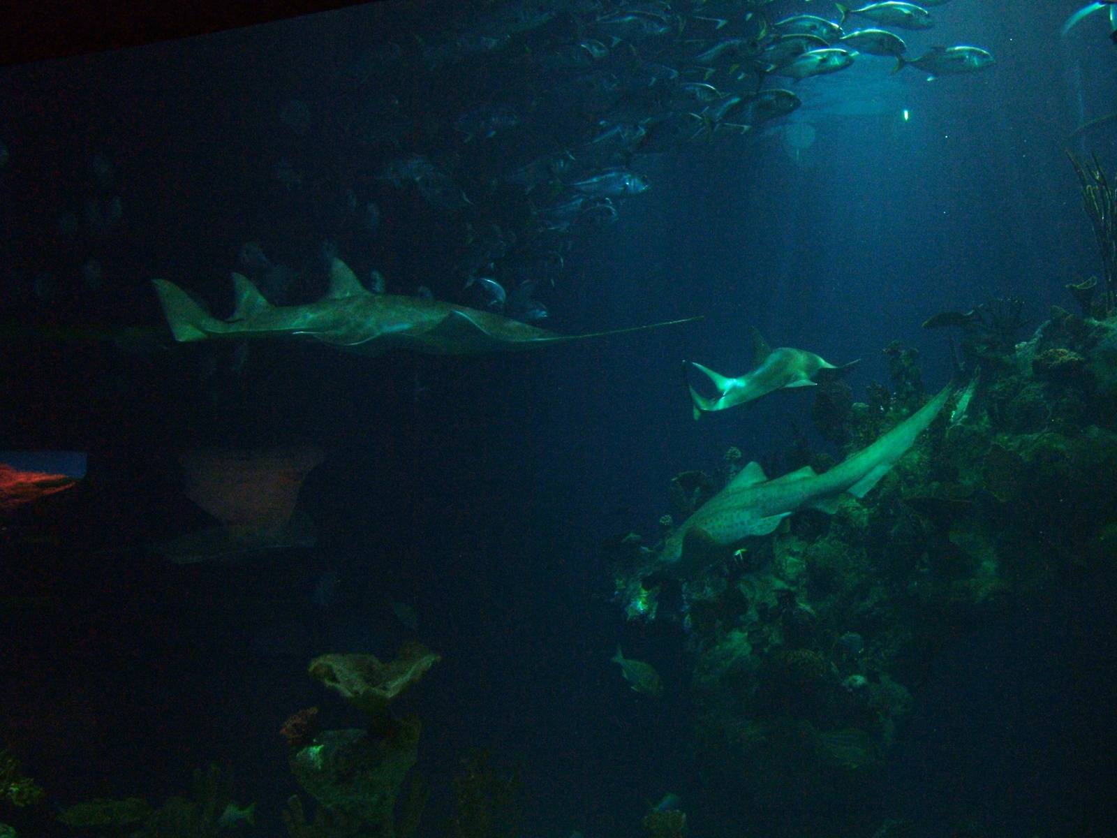 View of the main tank at The Deep, 08/12/07