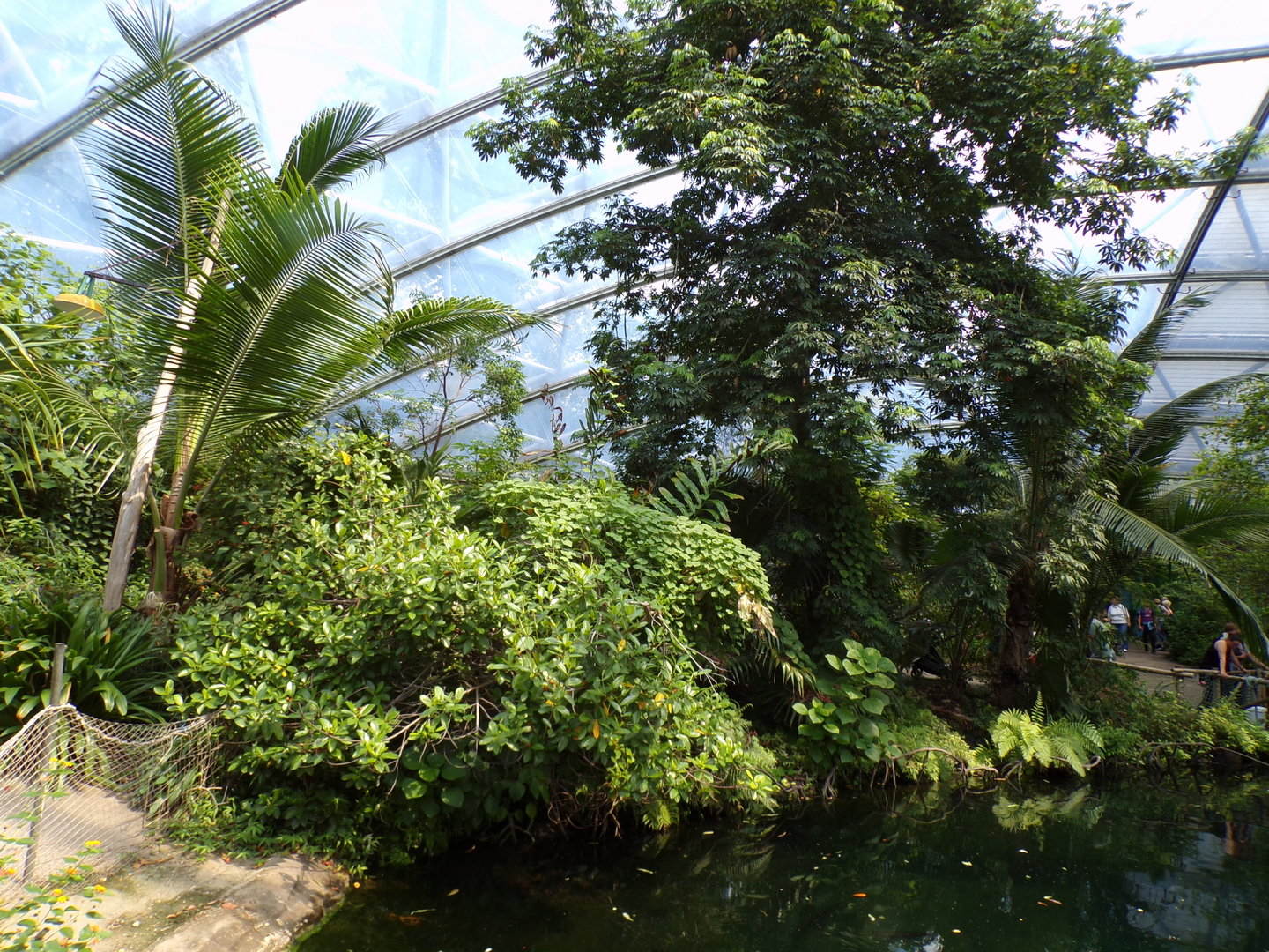 View of the mangrove 6.7.23