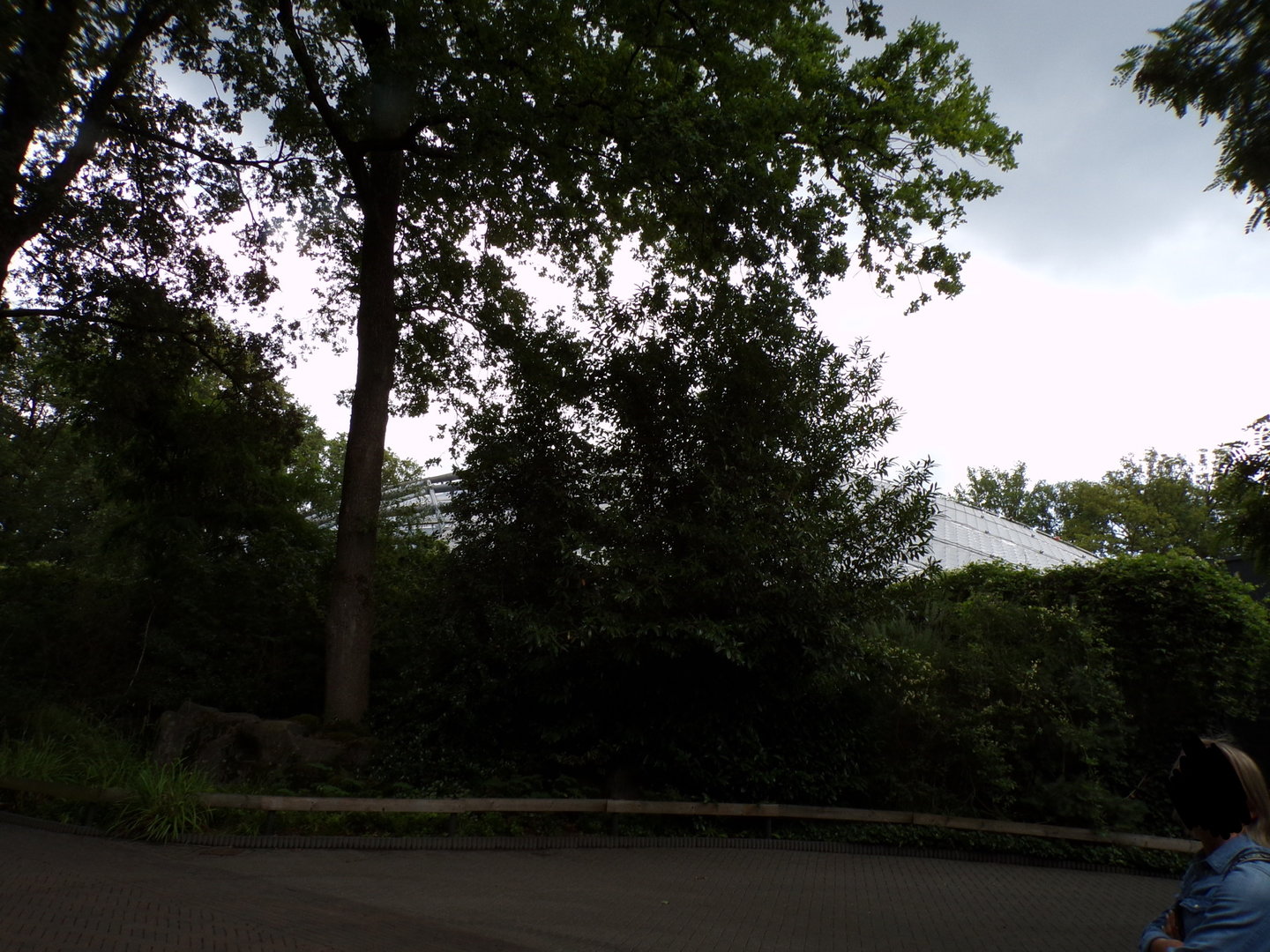 View of the mangrove dome from outside 6.7.23