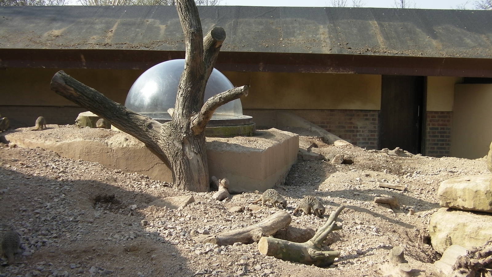 View of the Meerkat and Ardvark Enclosure - 24.03.2012