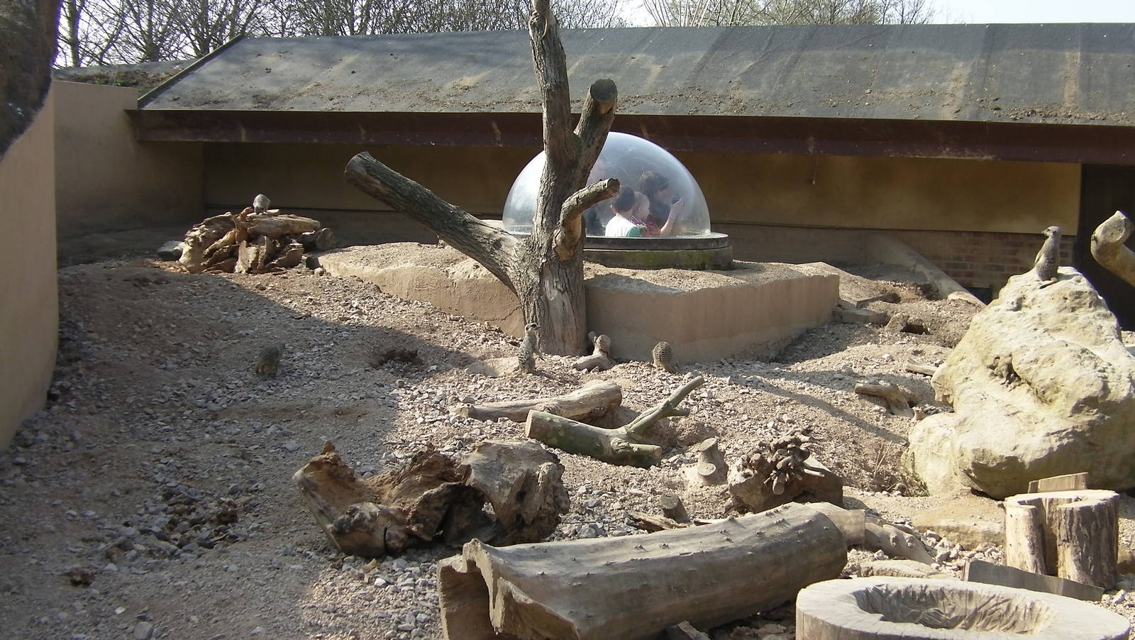 View of the Meerkat and Ardvark Enclosure - 24.03.2012