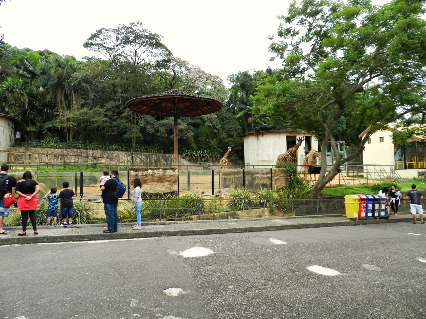 View of the meerkat exhibit in front of the two giraffe paddocks