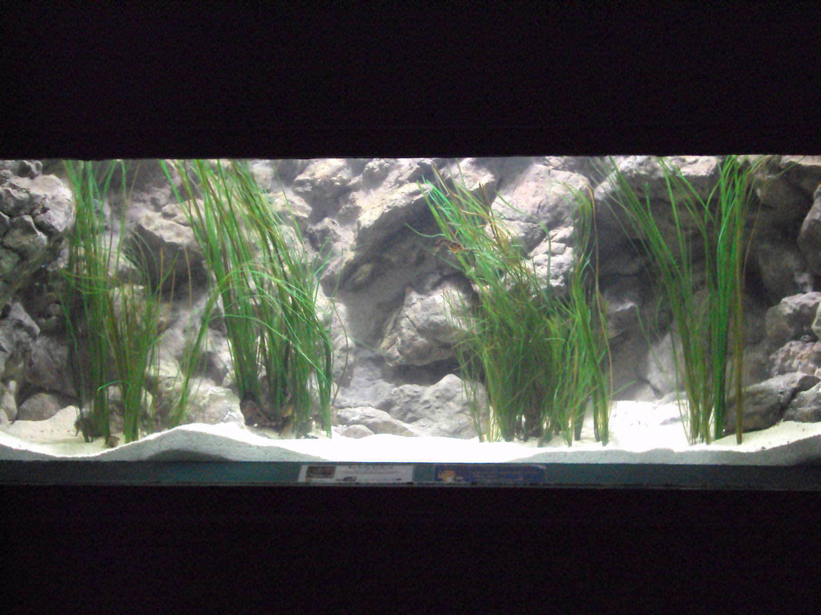 View of the new Big-bellied Seahorse