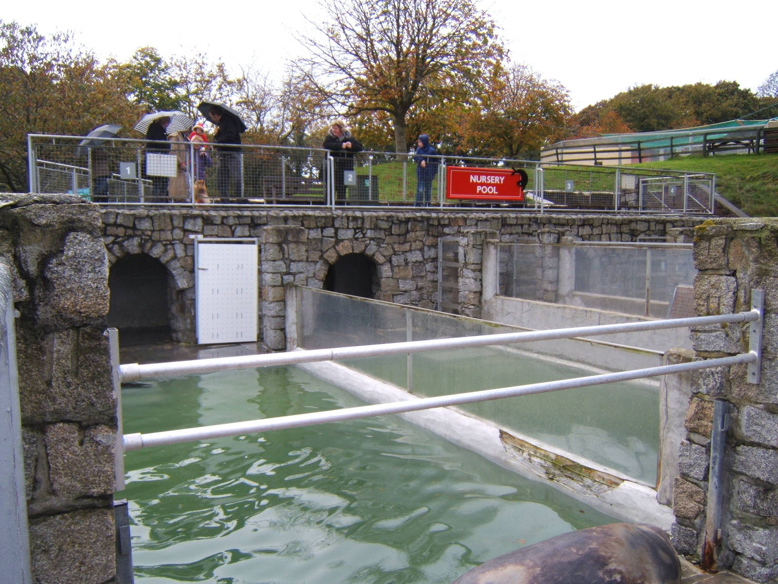 View of the Nursery Pool area of the Grey Seal Pool