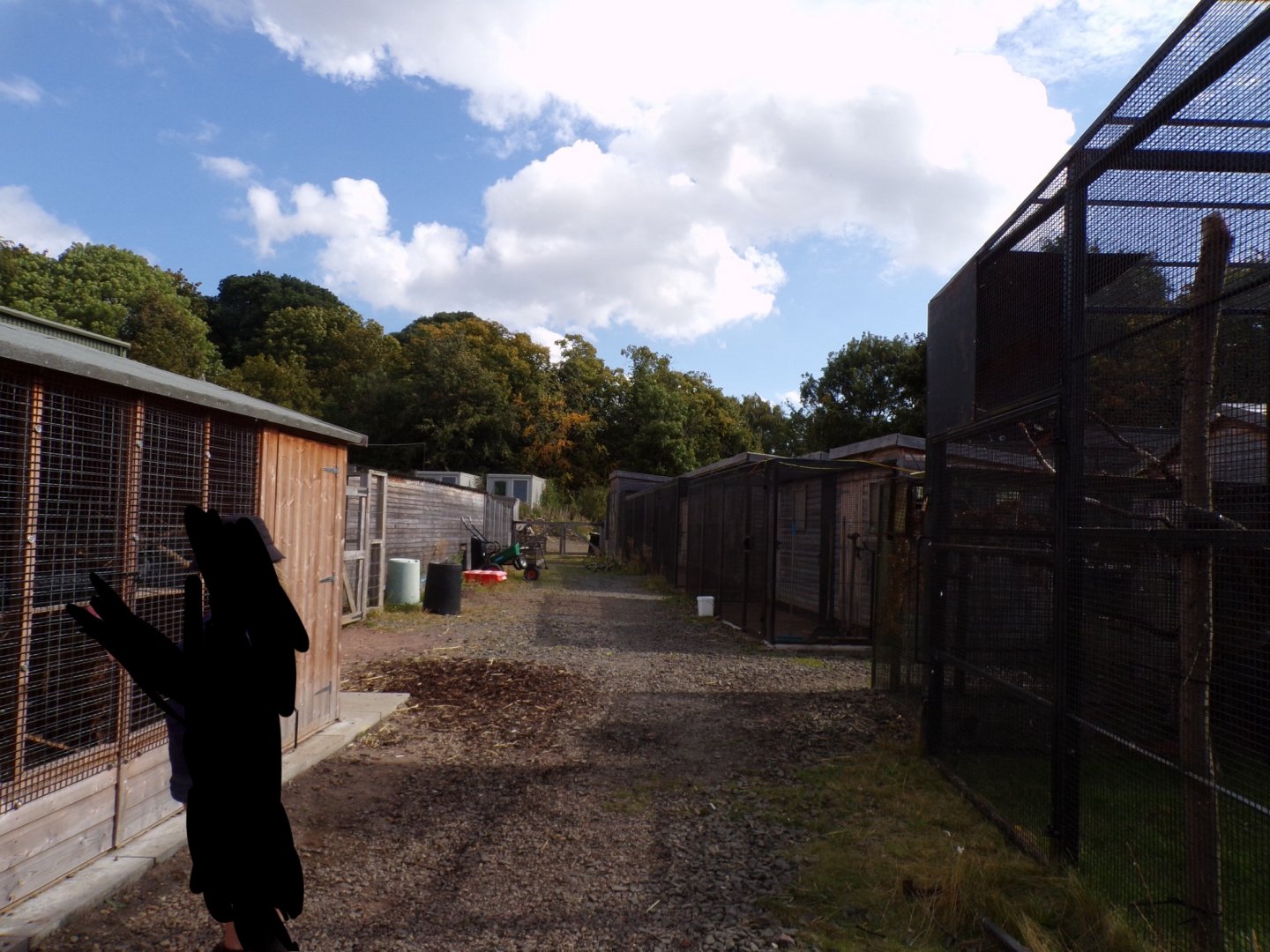 View of the off-show animal antics cages 9.9.23