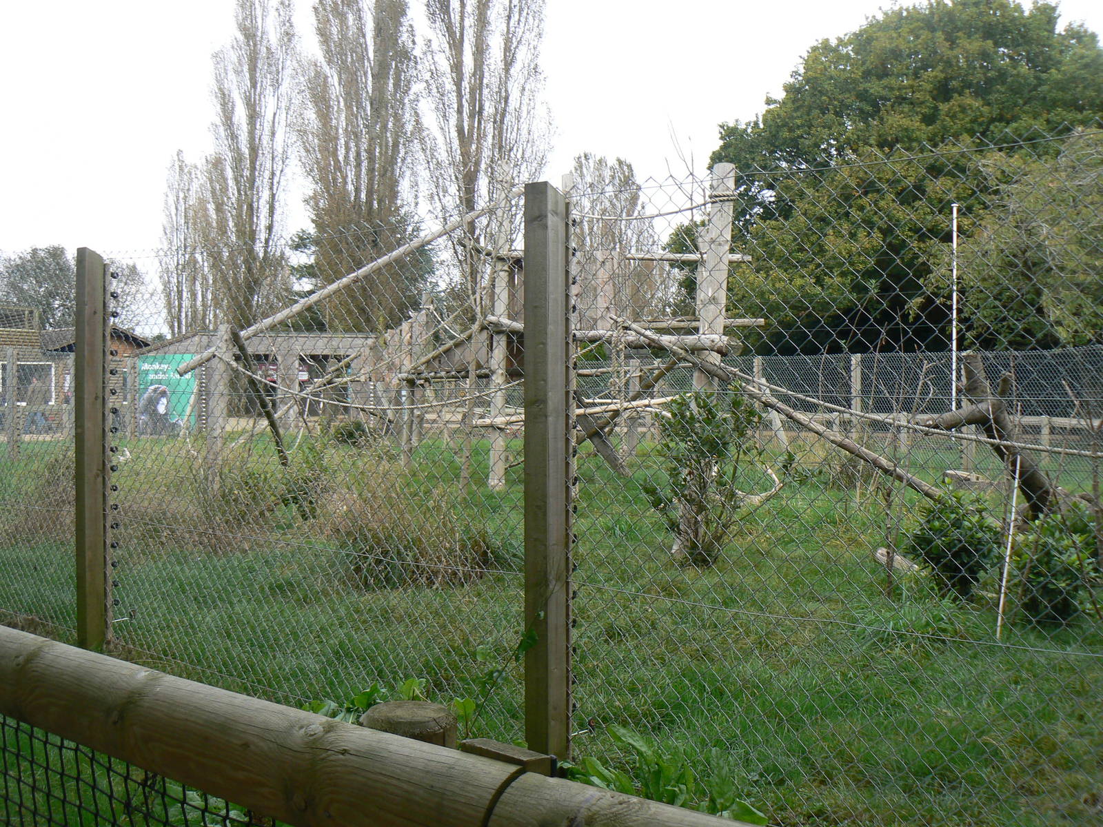 View Of The Open-top De Brazza's Monkey Enclosure- 17 October 2015