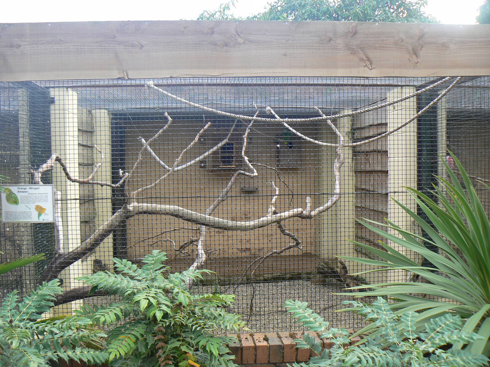 View of the Orange-winged Amazon Aviary - 17 September 2016