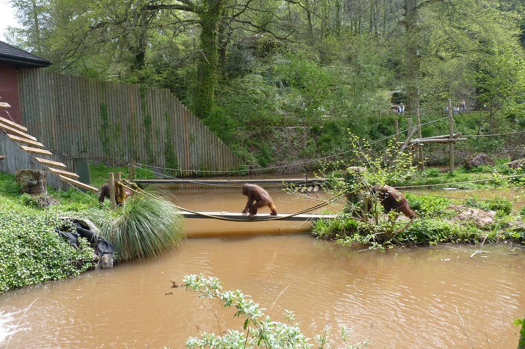 View of the Orangutan enclosure, May 2012