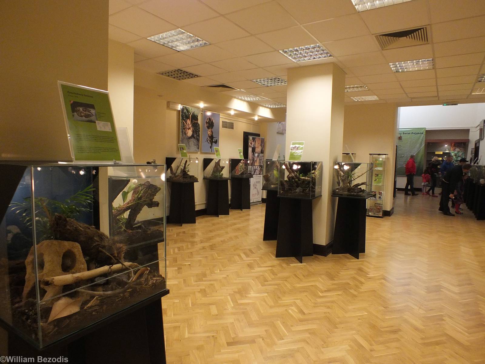 View of the Other Half of the Exhibit- 'The Fascinating World of Spiders an