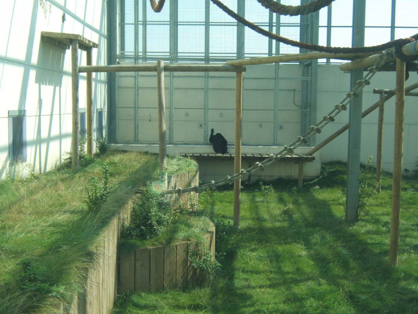 View of the outdoor Chimps 27/08/2017