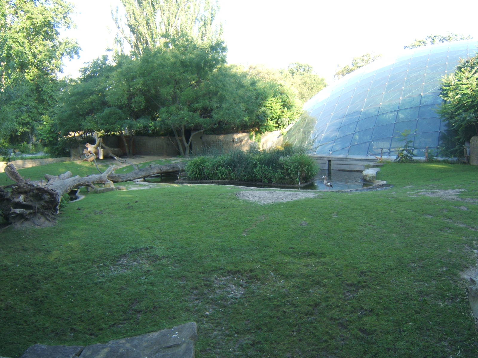 View of the outside enclosure for Common Hippo and Nyala