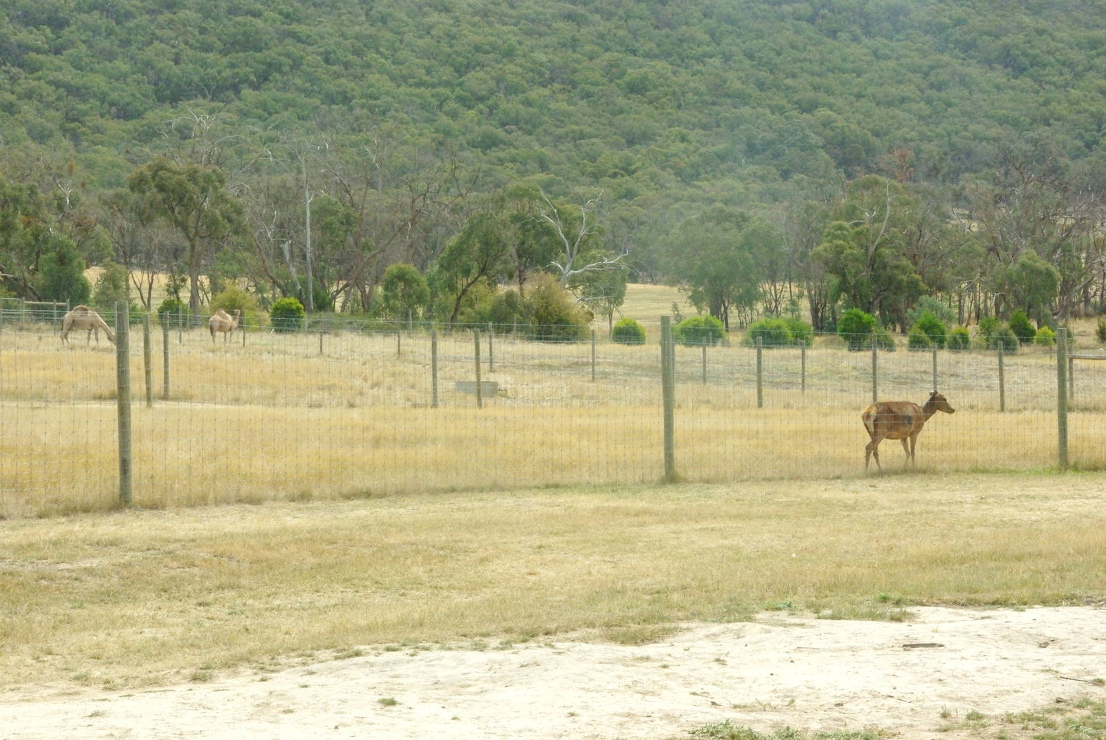 View of the paddocks