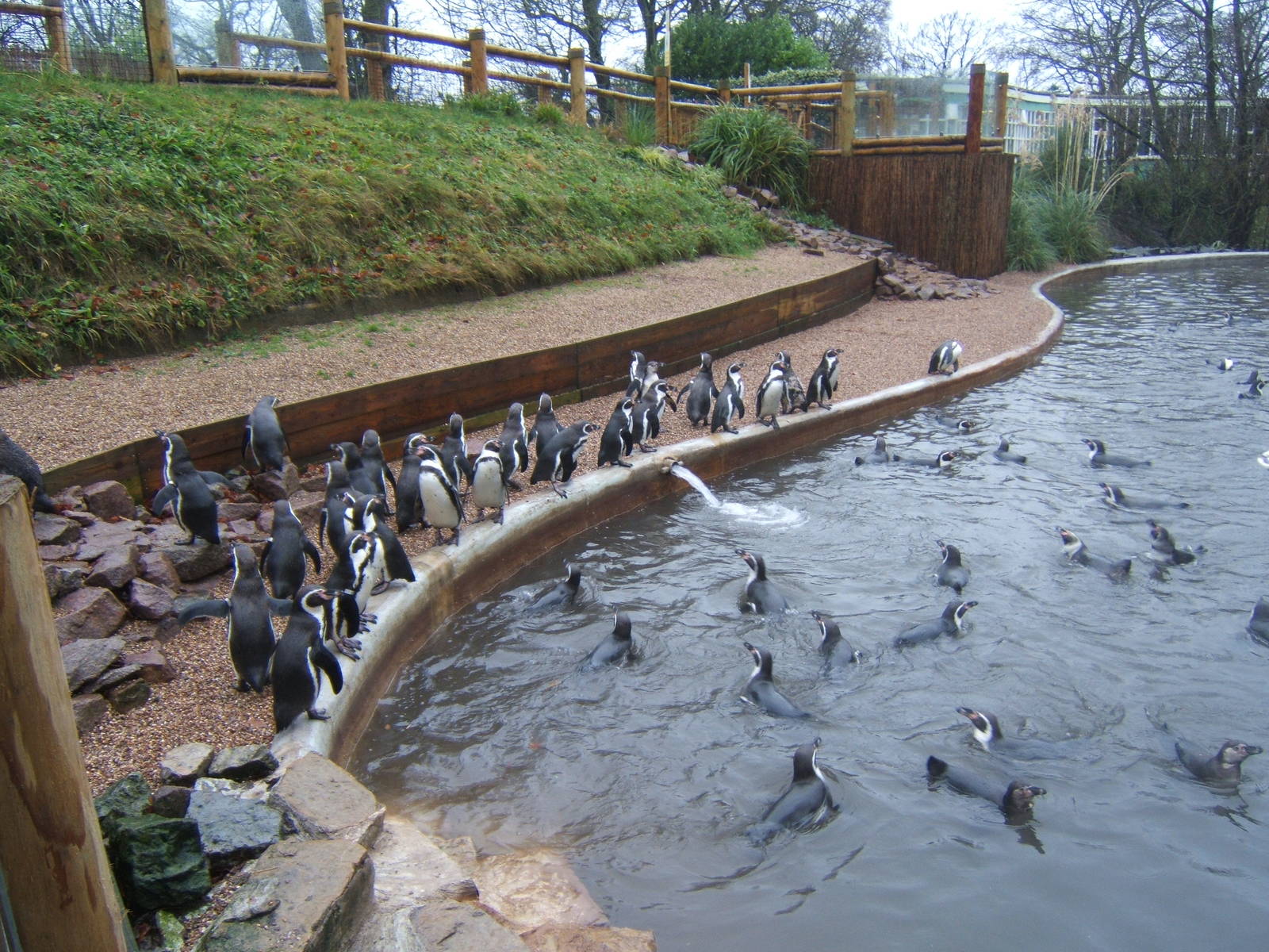 View of the Penguin enclosure from by the pool