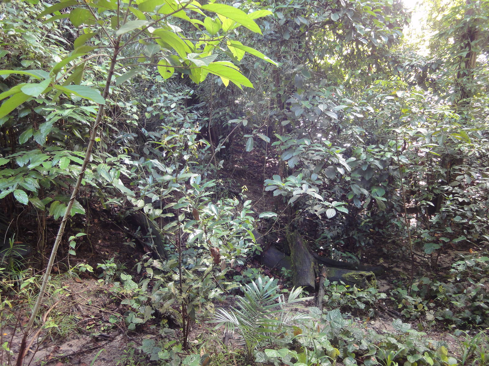 View Of The Rainforest Enclosure
