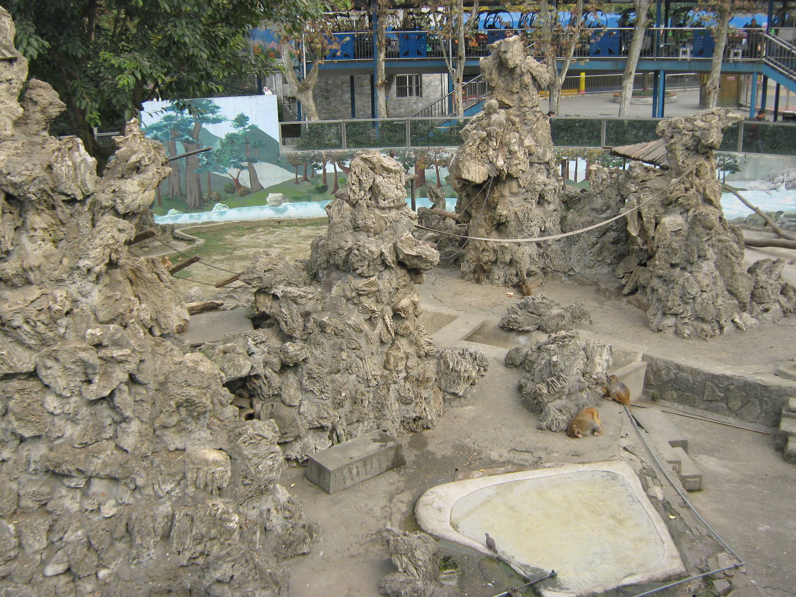 view of the rhesus macaque island