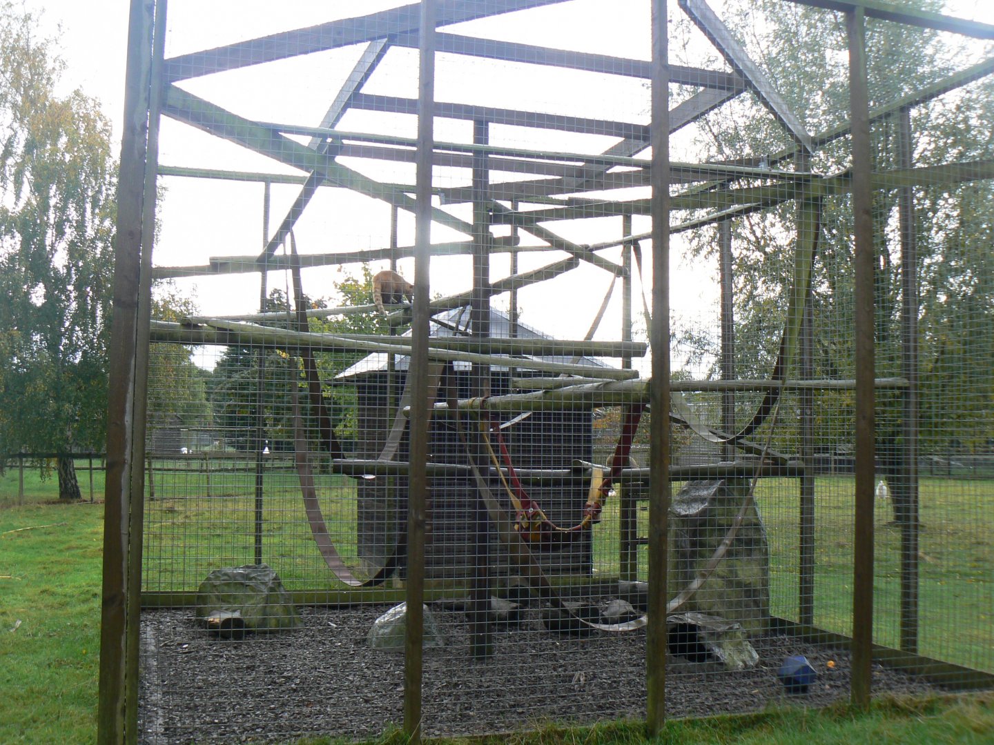 View of the Ring-tailed Coati Enclosure - 16 October 2016