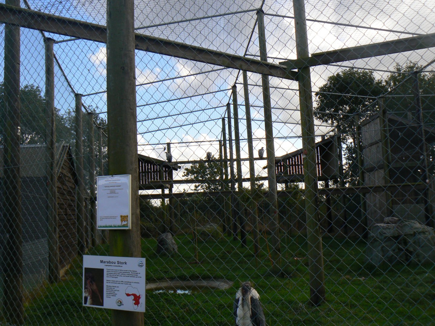 View of the Rüppell's Griffon Vulture and Marabou Stork Aviary - 16 October 2016