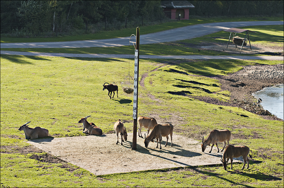 View of the savanna at Serengeti Park