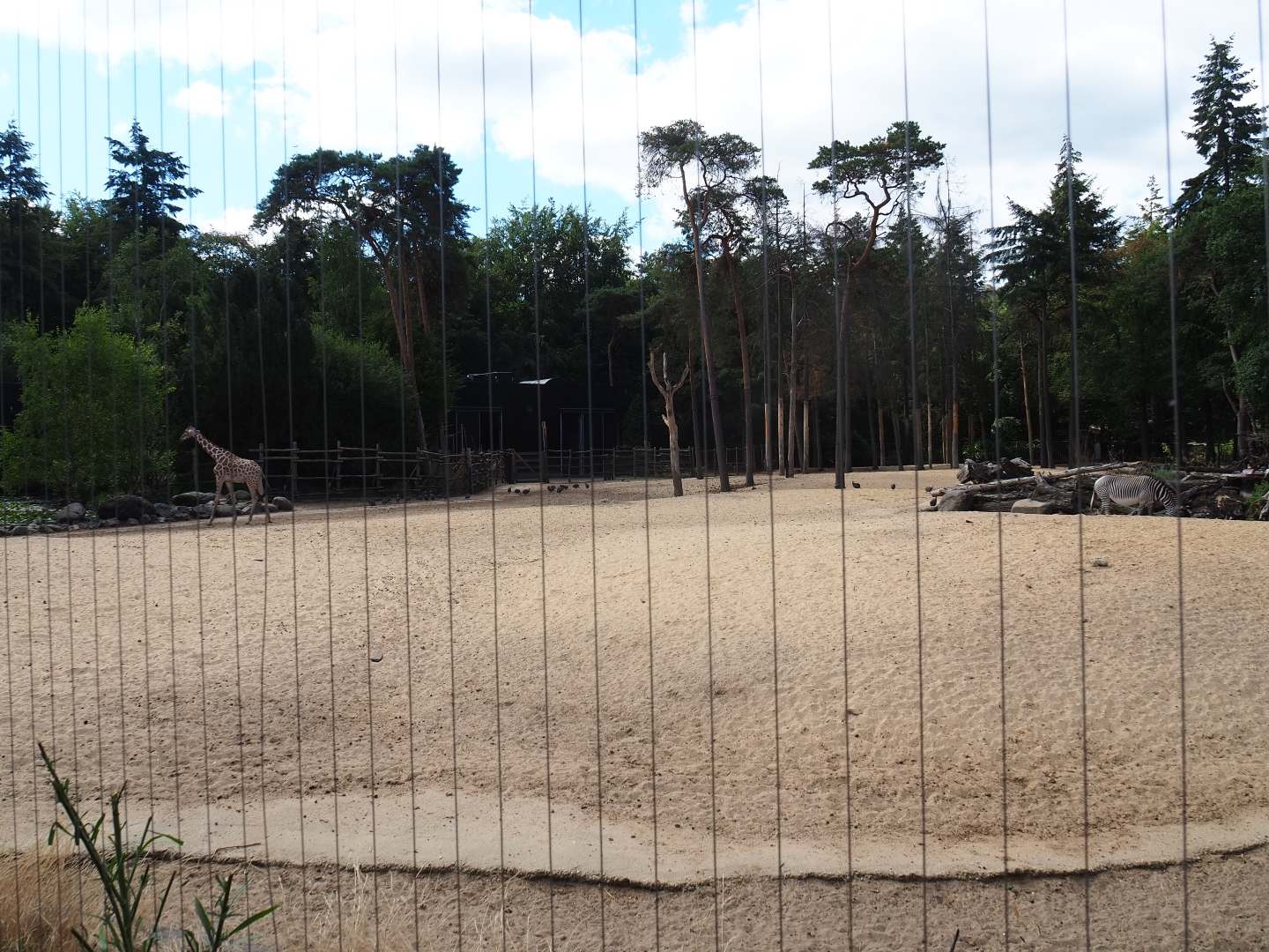 View of the savanna paddock from the SnavelRijk aviary