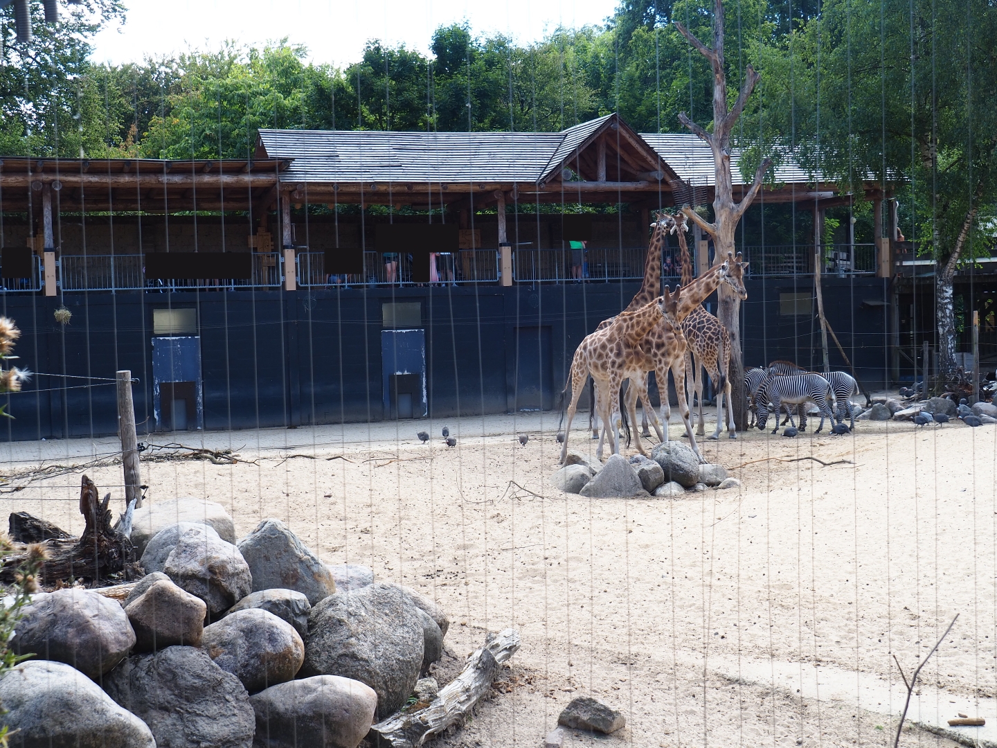 View of the savanna paddock from the SnavelRijk aviary