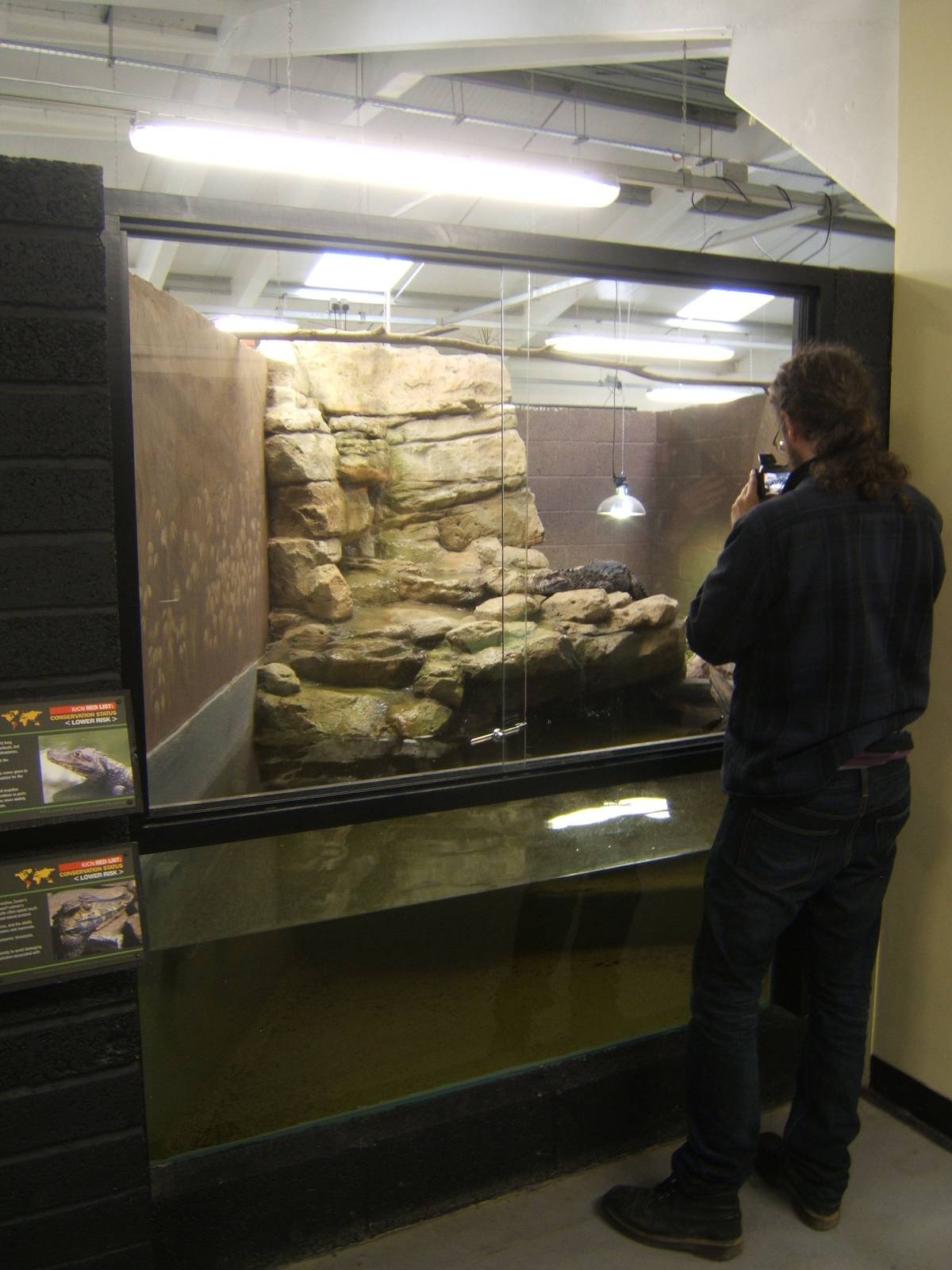 View of the Schneider`s Dwarf Caiman exhibit
