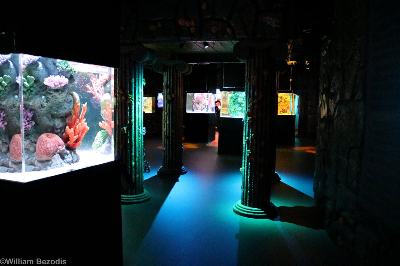 View of the Seahorse Section