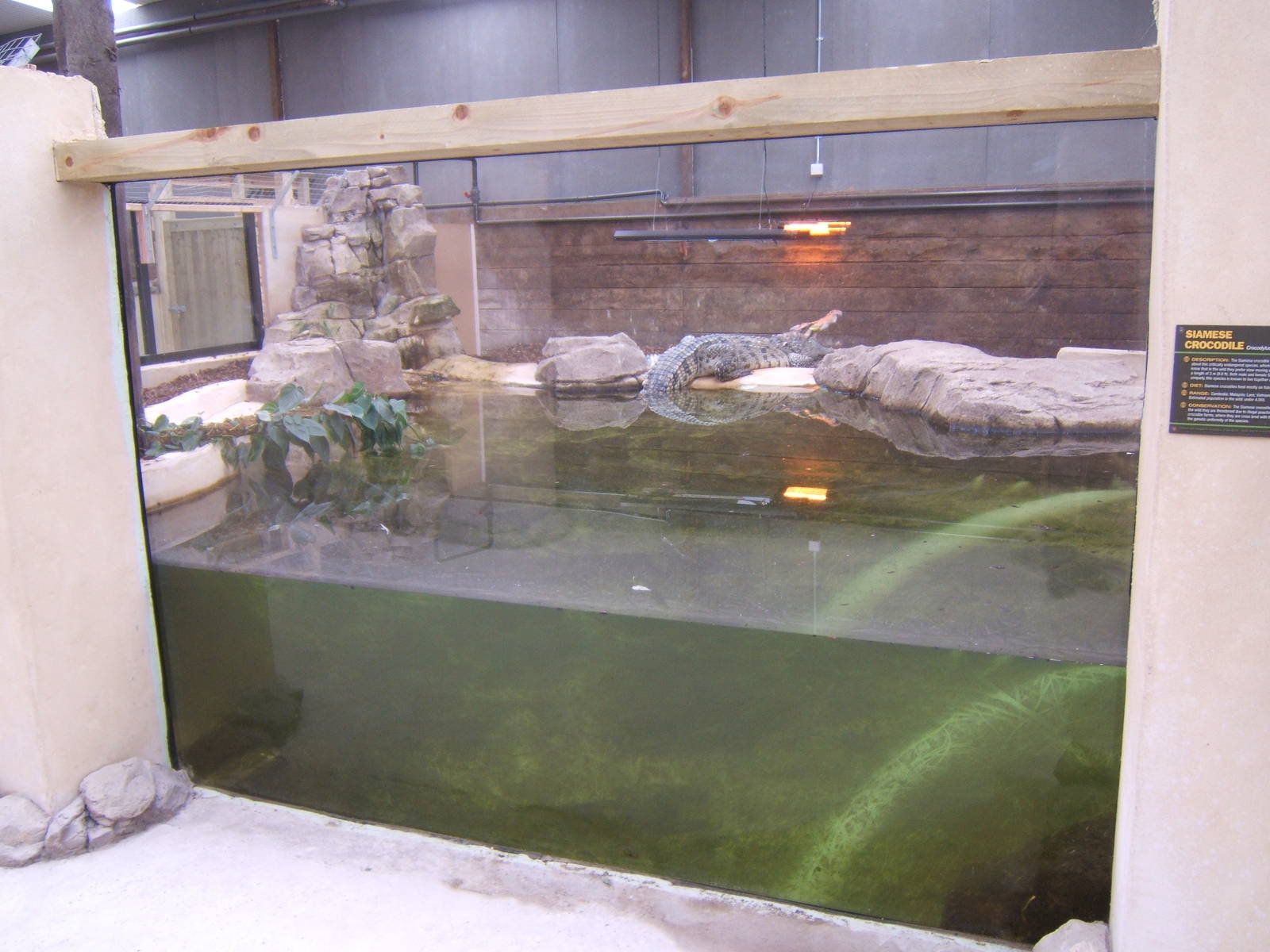 View of the Siamese Crocodile exhibit