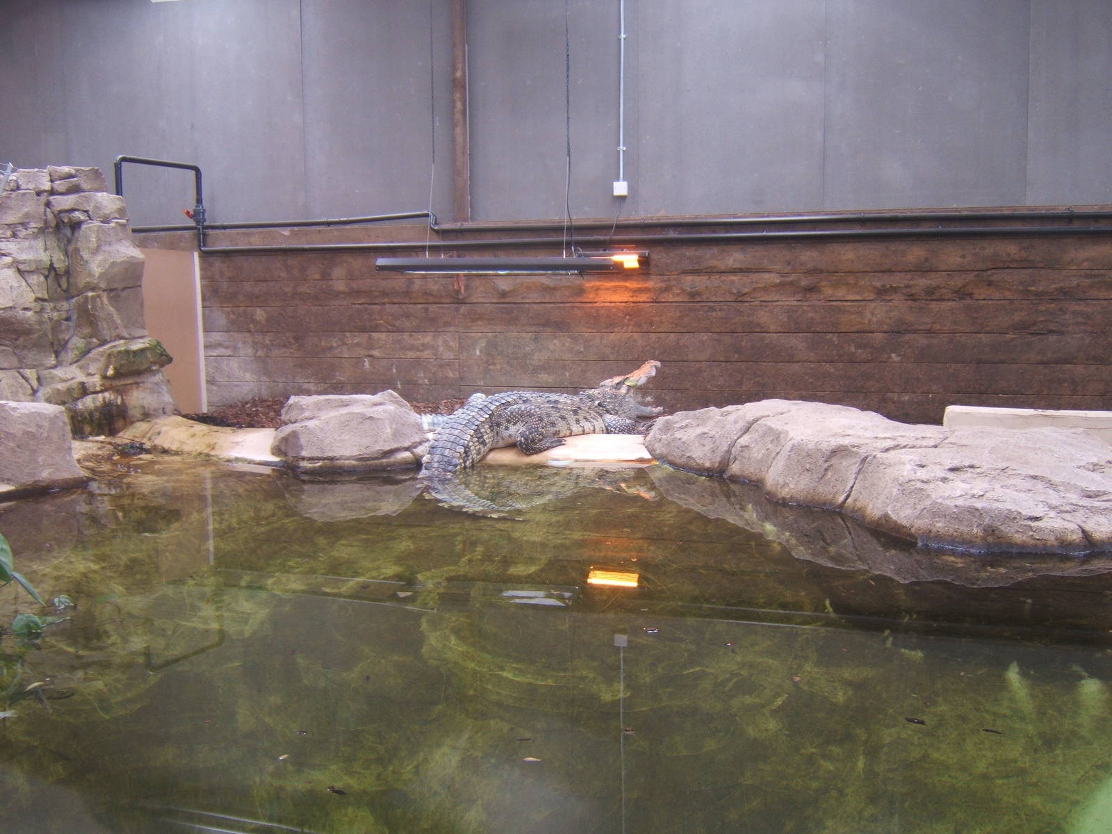 View of the Siamese Crocodile exhibit