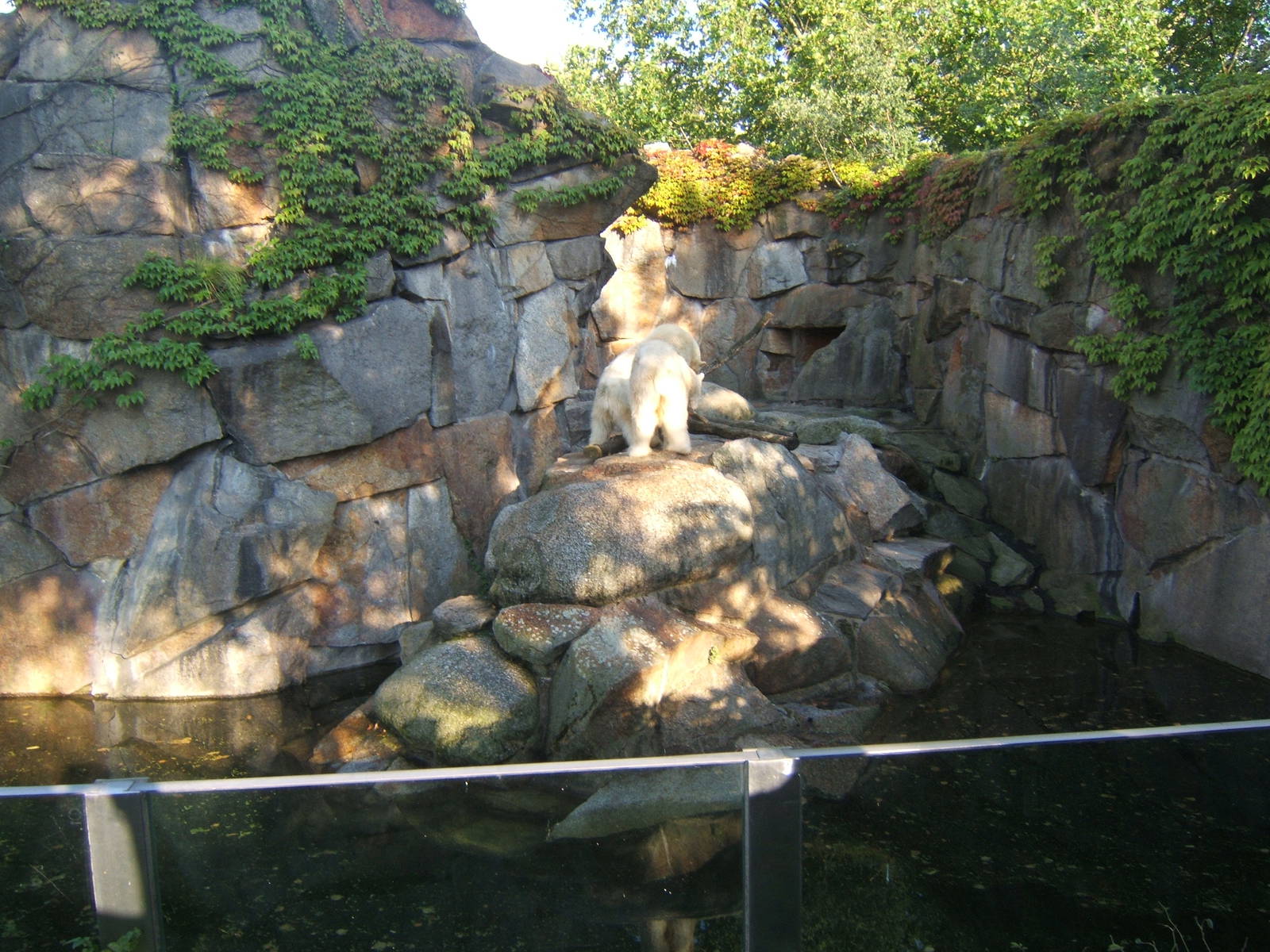 View of the small Polar Bear enclosure
