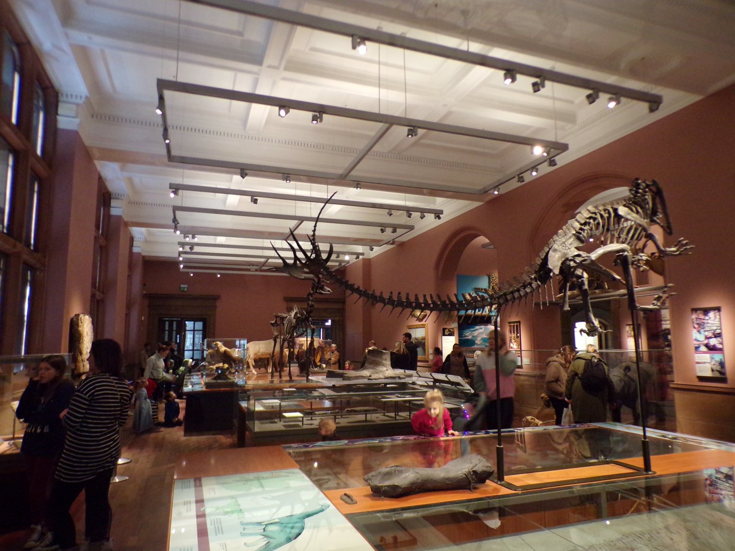 View of the smaller animal hall (taken at Kelvingrove museum) 12.2.24