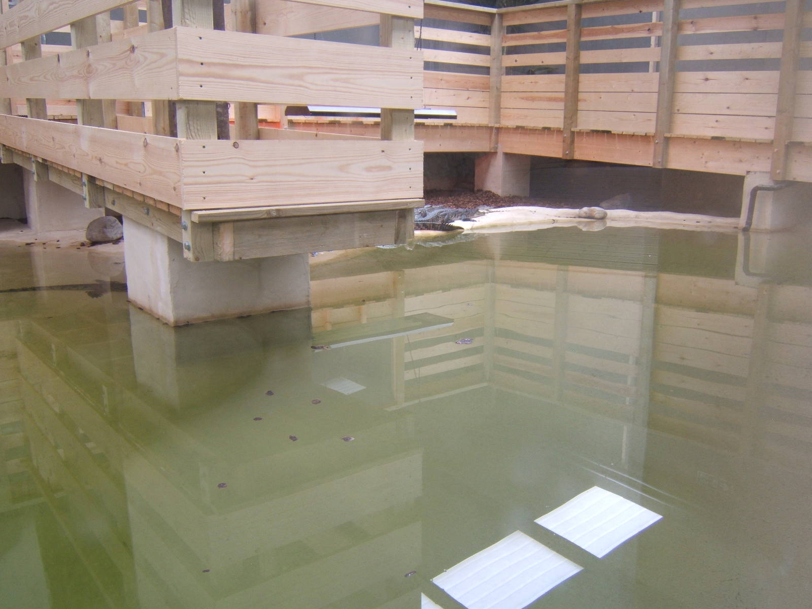 View of the South African Nile Crocodile exhibit