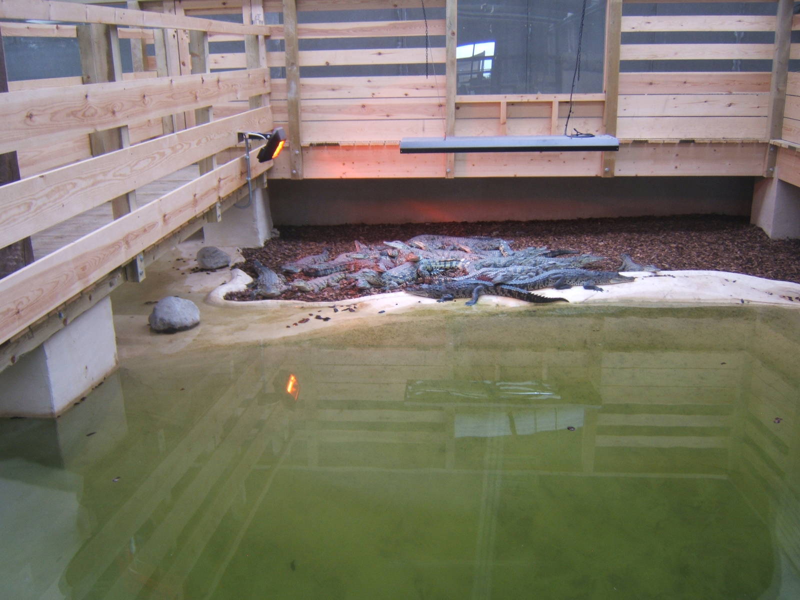 View of the South African Nile Crocodile exhibit