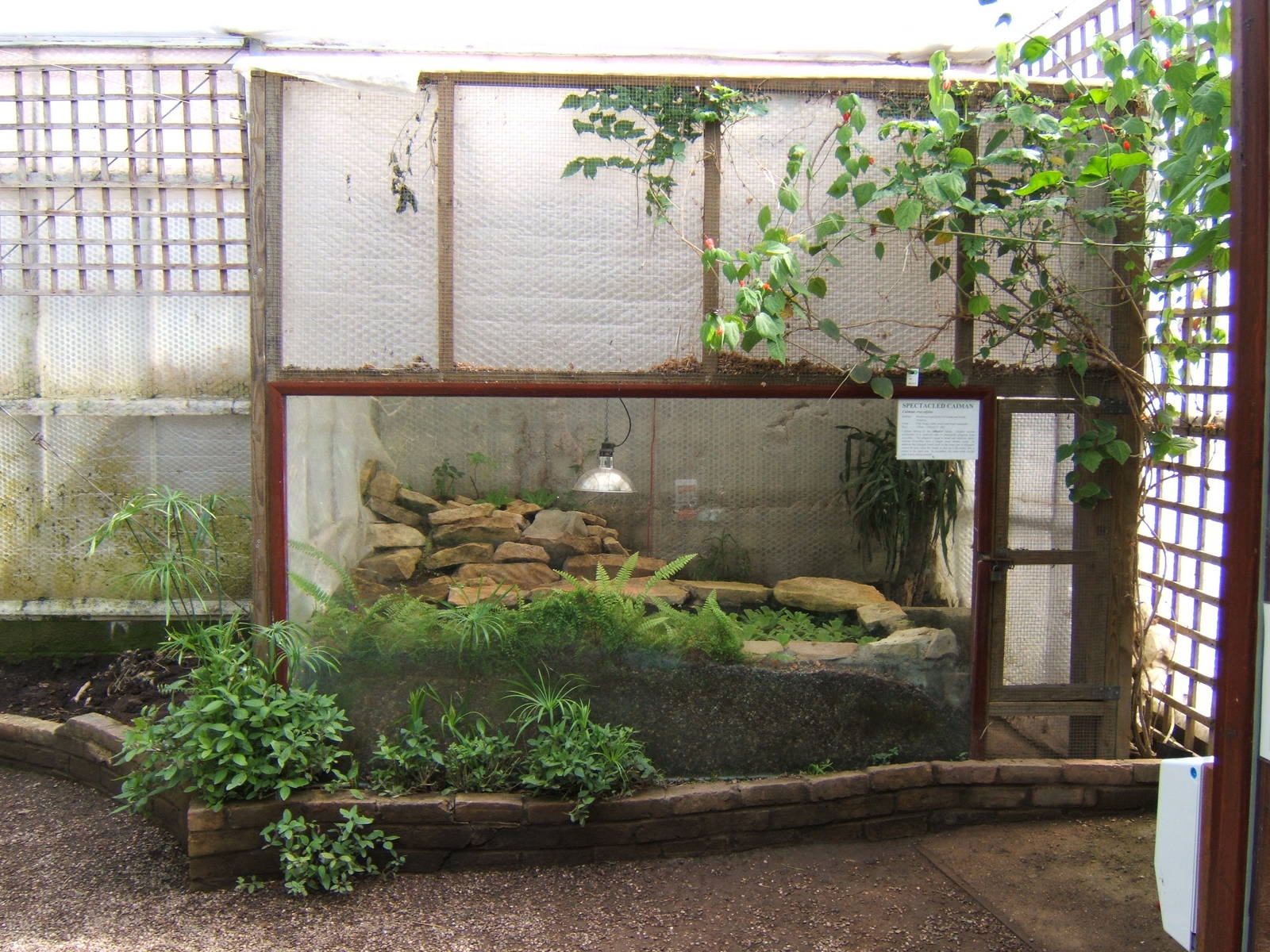 View of the Spectacled Caiman Exhibit