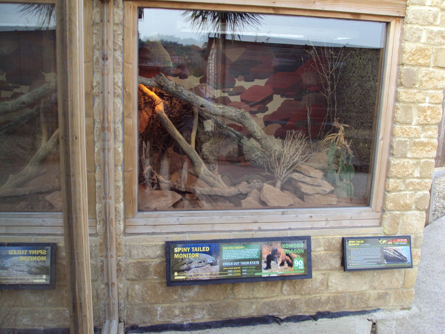 View of the Spiny-tailed Monitor enclosure 31/10/2019