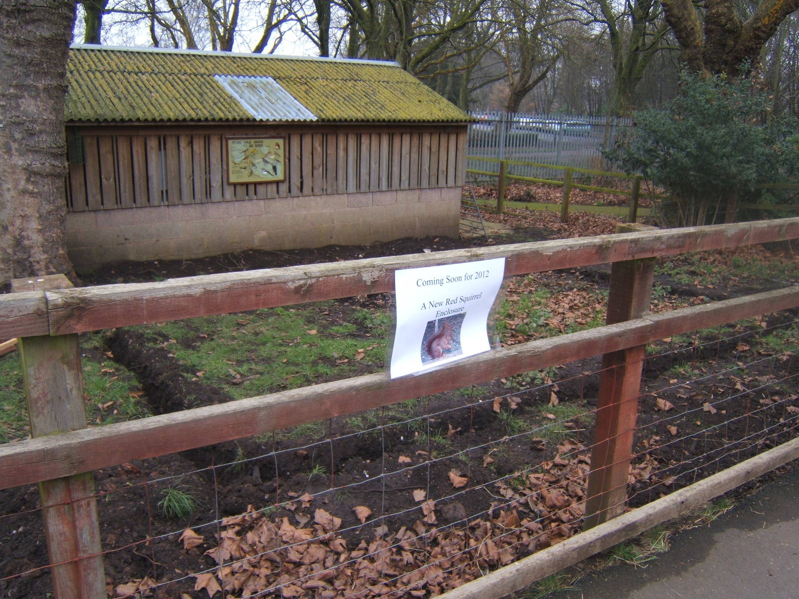 View of the start of work for a new red Squirrel enclosure