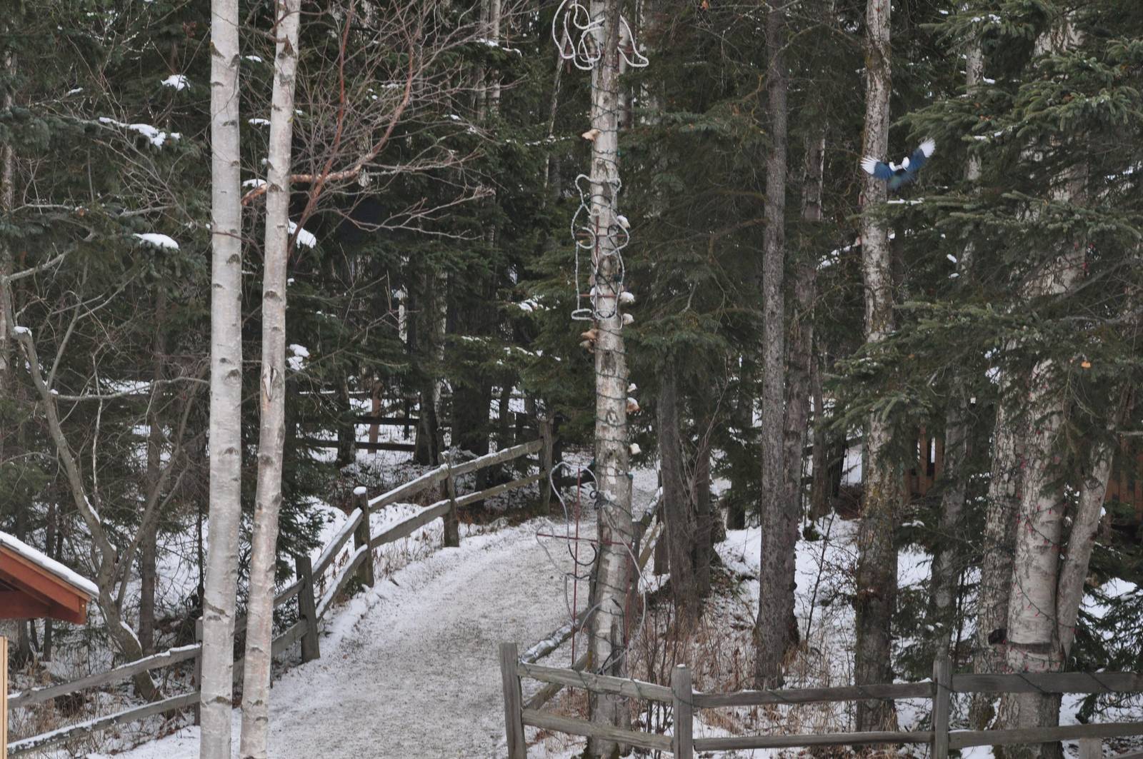 View of the trail from zoo entrance, with Magpie