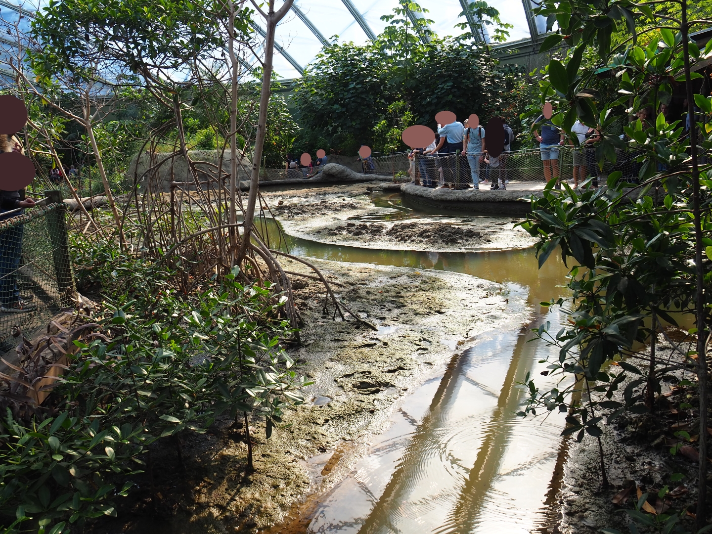 View of tidal mudflats and mangrove tree groves (Sep 16th, 2018)