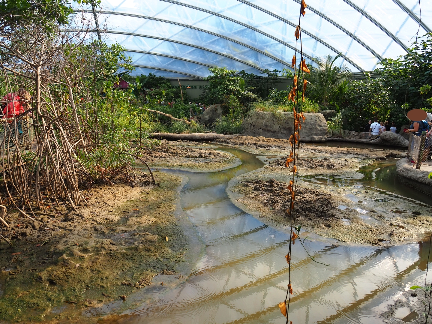 View of tidal mudflats and mangrove tree groves (Sep 16th, 2018)