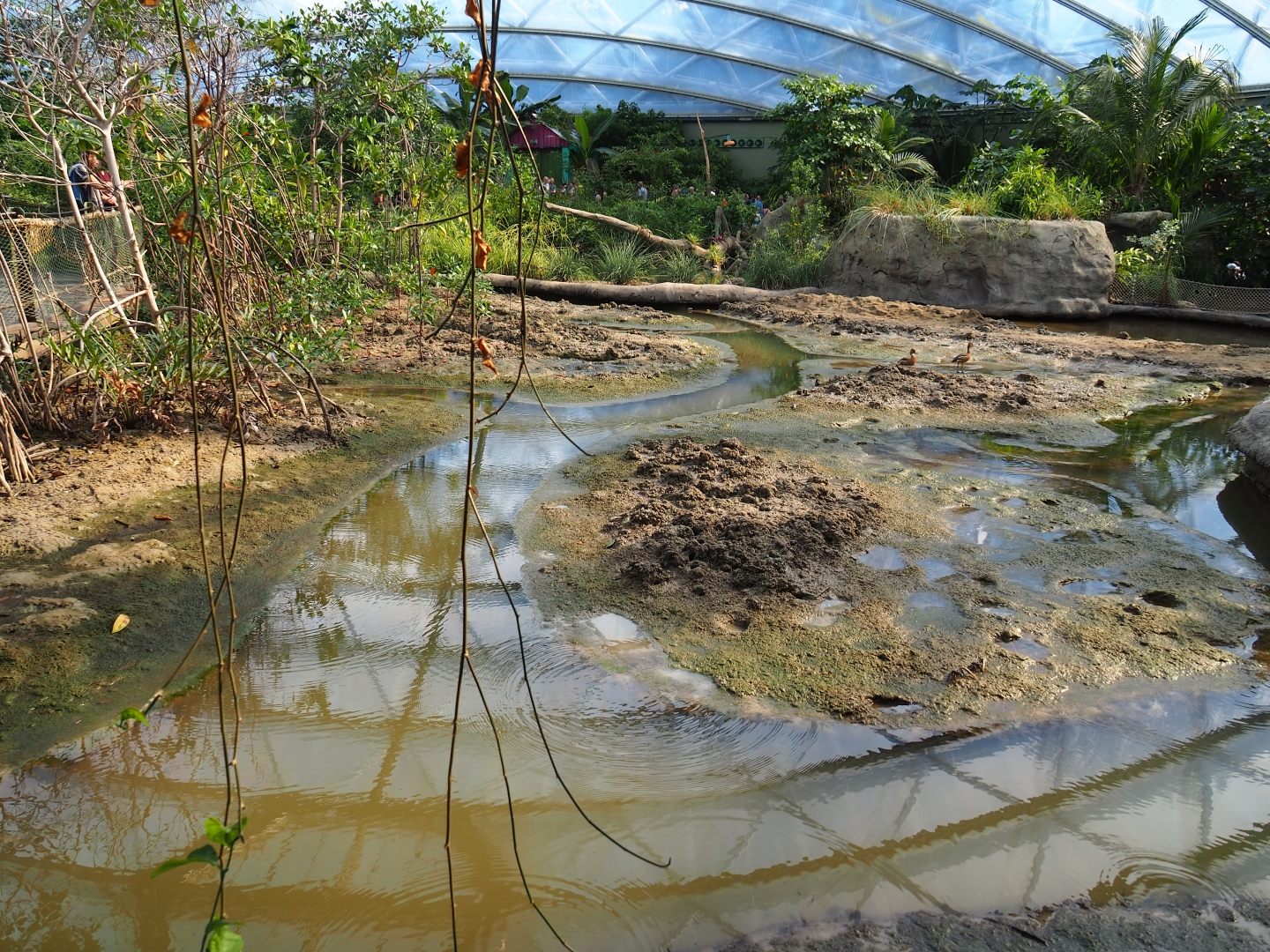 View of tidal mudflats and mangrove tree groves (Sep 16th, 2018)